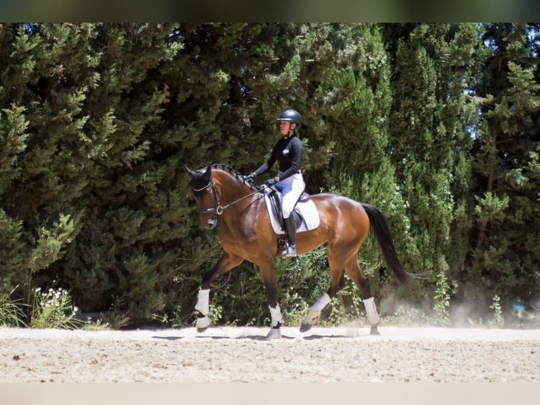Hannoveraan Ruin 6 Jaar 169 cm Bruin in Algeciras