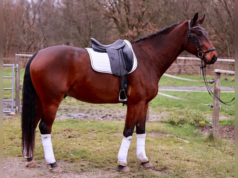 Hannoveraan Ruin 6 Jaar 169 cm Donkerbruin in Henstedt-Ulzburg