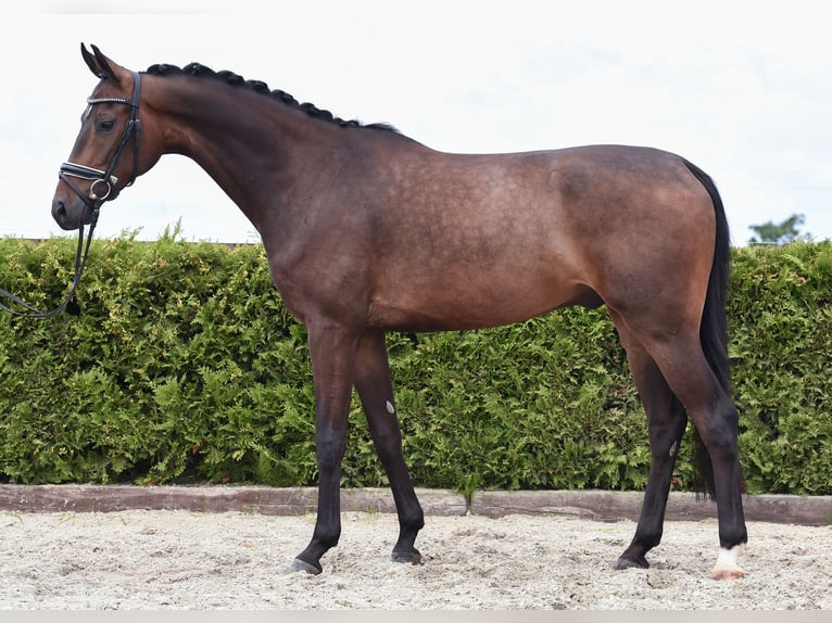 Hannoveraan Ruin 6 Jaar 169 cm Donkerbruin in Tiddische