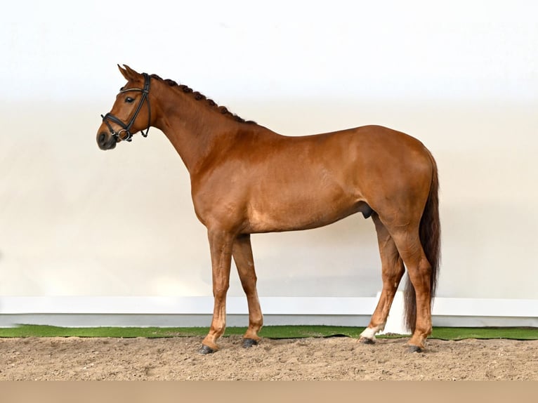 Hannoveraan Ruin 6 Jaar 169 cm Vos in Lüdinghausen