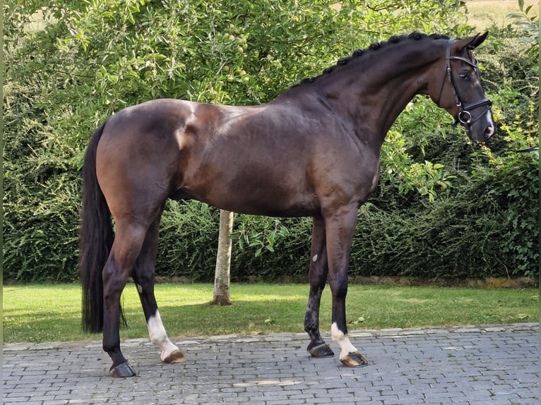Hannoveraan Ruin 6 Jaar 169 cm Zwart in Ostercappeln