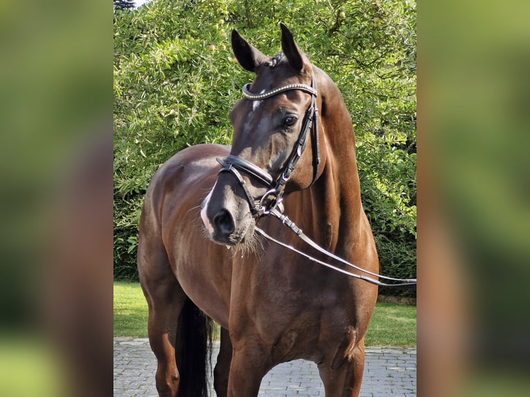 Hannoveraan Ruin 6 Jaar 169 cm Zwart in Ostercappeln