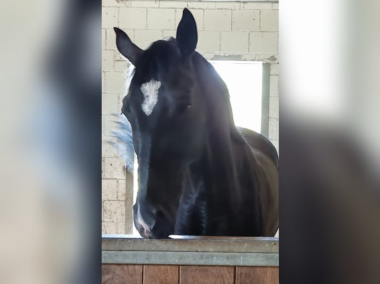 Hannoveraan Ruin 6 Jaar 169 cm Zwart in Walterswil SO