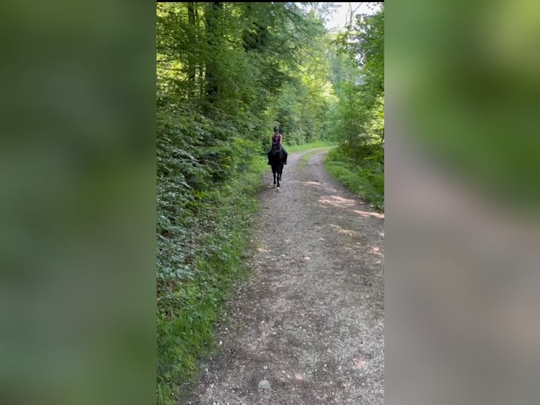 Hannoveraan Ruin 6 Jaar 169 cm Zwart in Walterswil SO