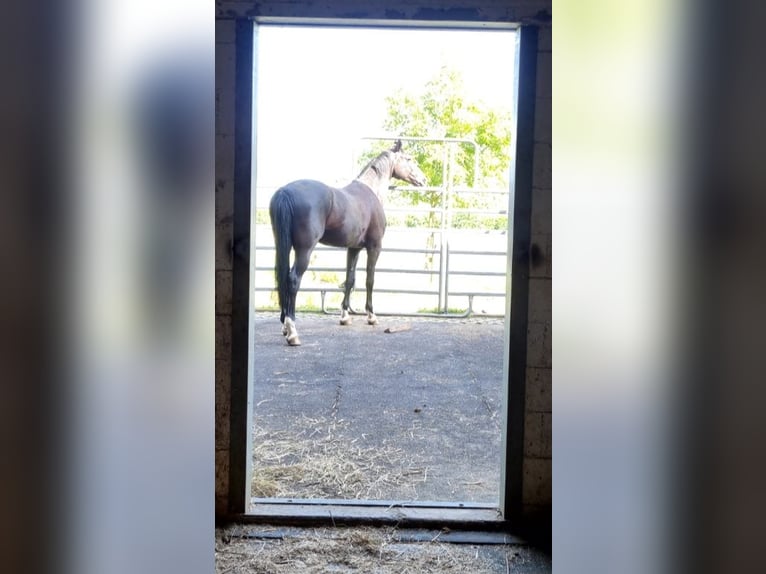 Hannoveraan Ruin 6 Jaar 169 cm Zwart in Walterswil SO