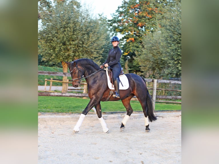 Hannoveraan Ruin 6 Jaar 169 cm Zwartbruin in Kempen