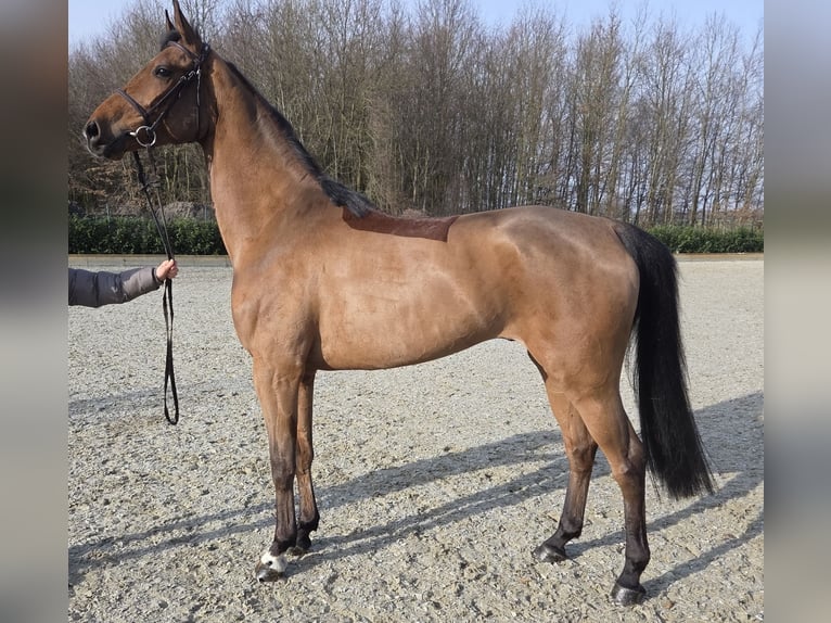 Hannoveraan Ruin 6 Jaar 170 cm Bruin in Wettrup