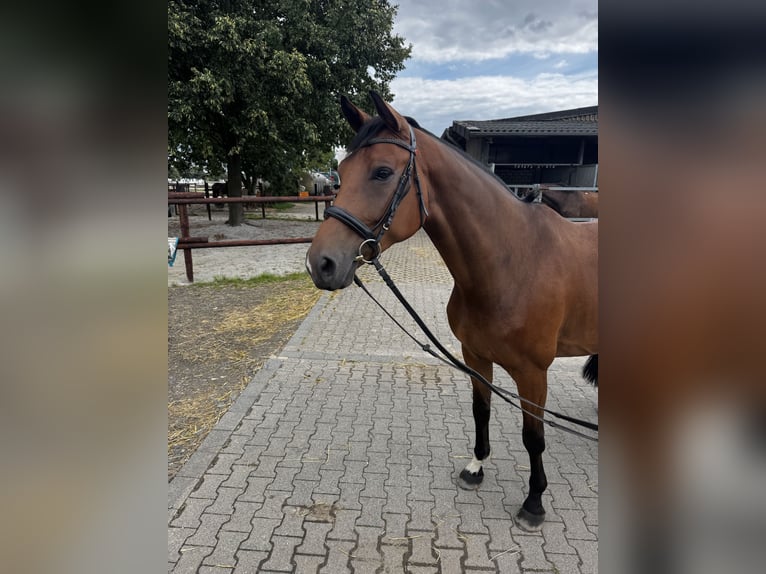 Hannoveraan Ruin 6 Jaar 170 cm Bruin in Frechen