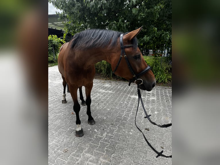 Hannoveraan Ruin 6 Jaar 170 cm Bruin in Frechen