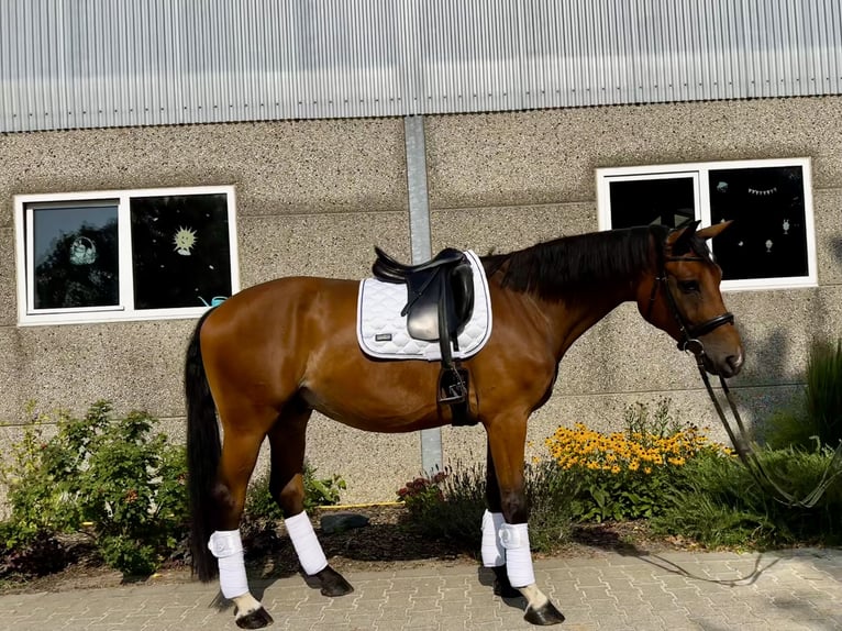 Hannoveraan Ruin 6 Jaar 170 cm Bruin in Frechen