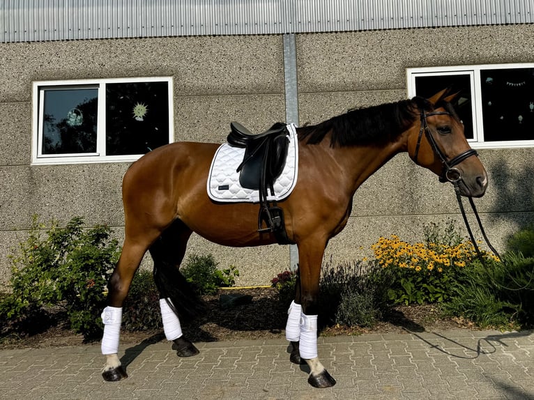 Hannoveraan Ruin 6 Jaar 170 cm Bruin in Frechen