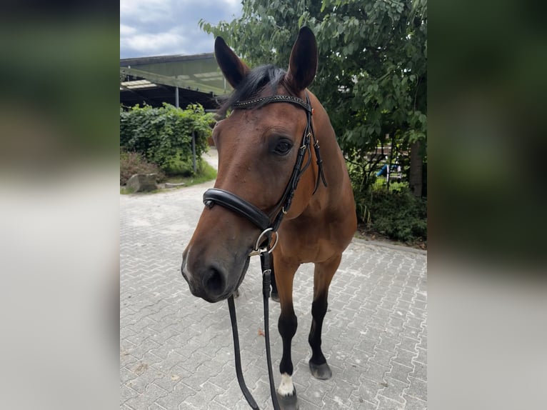 Hannoveraan Ruin 6 Jaar 170 cm Bruin in Frechen
