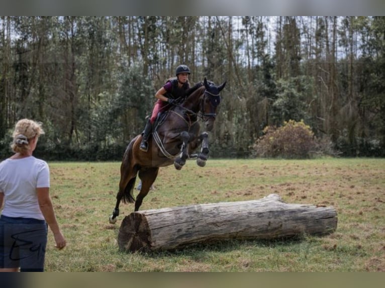 Hannoveraan Ruin 6 Jaar 170 cm Donkerbruin in Kalenborn