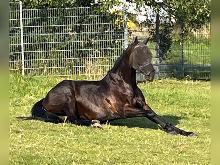 Hannoveraan Ruin 6 Jaar 170 cm Donkerbruin in Kalenborn