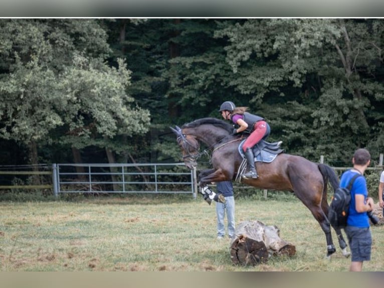 Hannoveraan Ruin 6 Jaar 170 cm Donkerbruin in Kalenborn