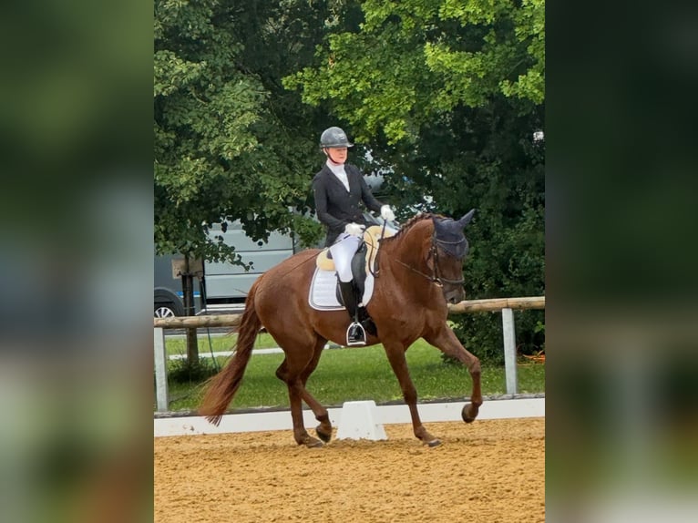 Hannoveraan Ruin 6 Jaar 170 cm Donkere-vos in Gangkofen