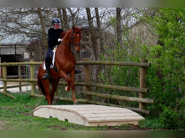Hannoveraan Ruin 6 Jaar 170 cm Vos in Üxheim