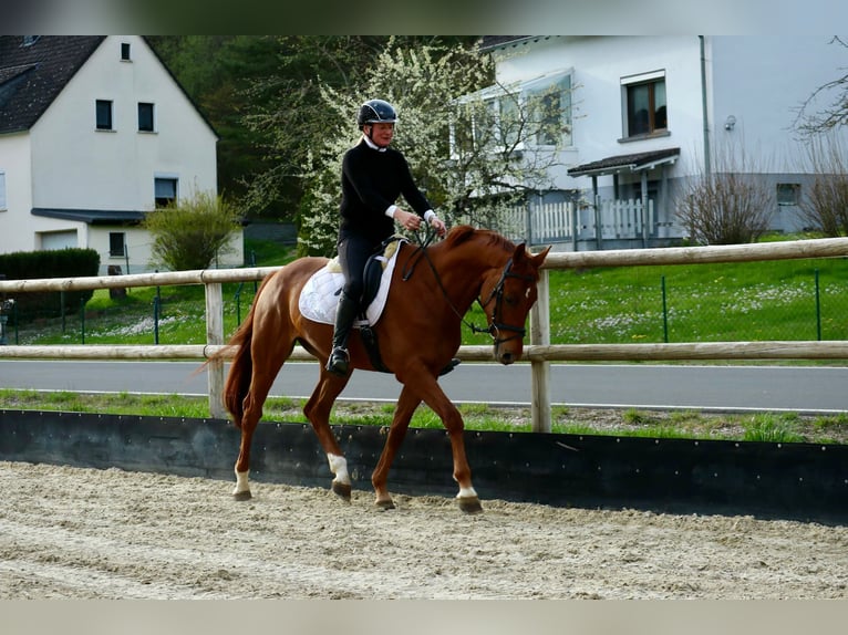 Hannoveraan Ruin 6 Jaar 170 cm Vos in Üxheim