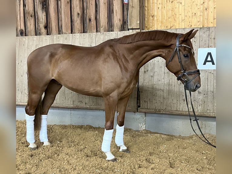 Hannoveraan Ruin 6 Jaar 170 cm Vos in Bopfingen