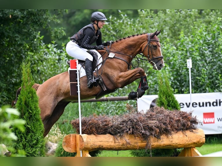 Hannoveraan Ruin 6 Jaar 170 cm Vos in Luhmühlen