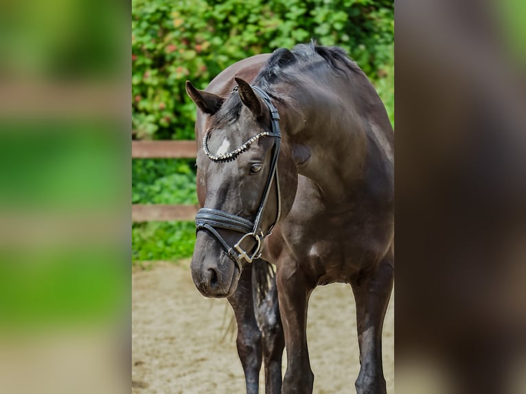Hannoveraan Ruin 6 Jaar 170 cm Zwart in Blekendorf