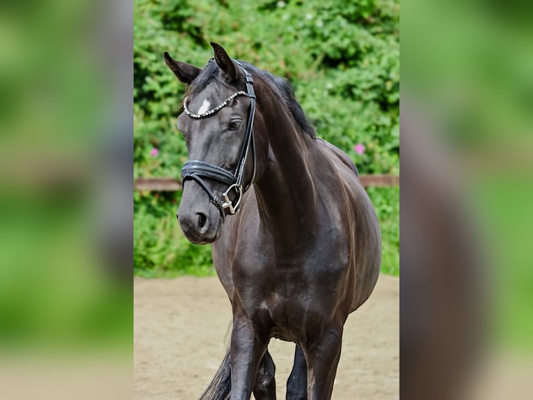 Hannoveraan Ruin 6 Jaar 170 cm Zwart in Blekendorf
