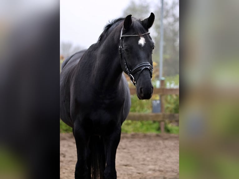 Hannoveraan Ruin 6 Jaar 170 cm Zwart in Blekendorf