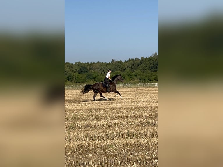Hannoveraan Ruin 6 Jaar 170 cm Zwartbruin in Poing