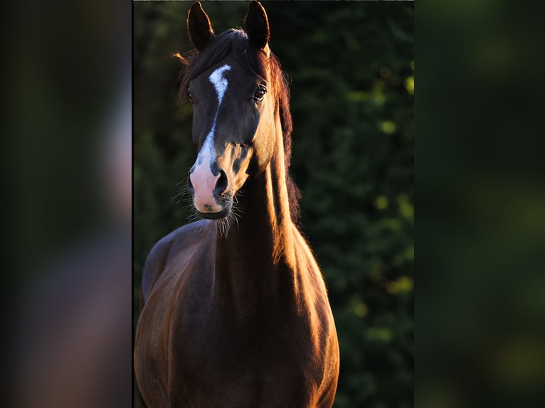 Hannoveraan Ruin 6 Jaar 170 cm Zwartbruin in Poing