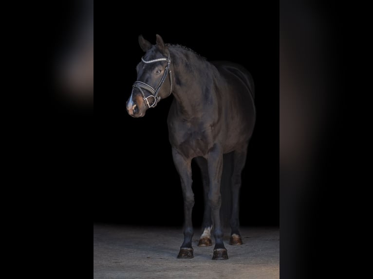Hannoveraan Ruin 6 Jaar 170 cm Zwartbruin in Bodenkirchen