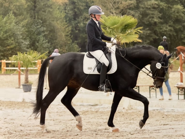 Hannoveraan Ruin 6 Jaar 170 cm Zwartbruin in Wentorf bei Hamburg