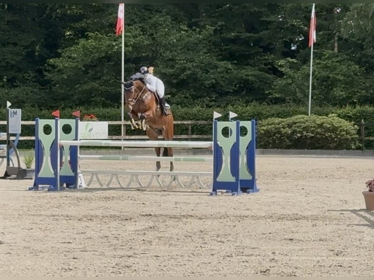 Hannoveraan Ruin 6 Jaar 171 cm Bruin in Bohmte