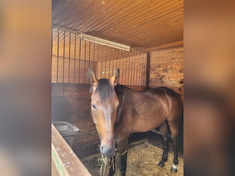 Hannoveraan Ruin 6 Jaar 171 cm Donkerbruin in Ebensee