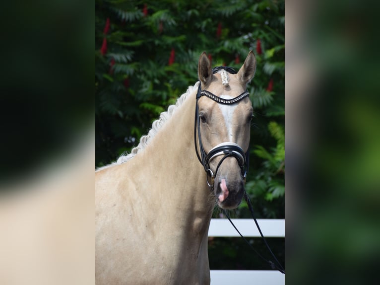 Hannoveraan Ruin 6 Jaar 171 cm Palomino in Dätgen