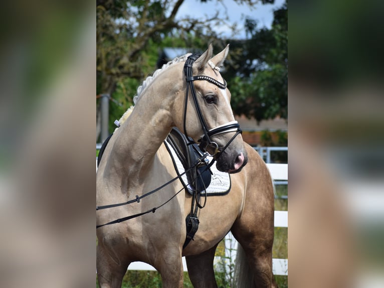 Hannoveraan Ruin 6 Jaar 171 cm Palomino in Dätgen