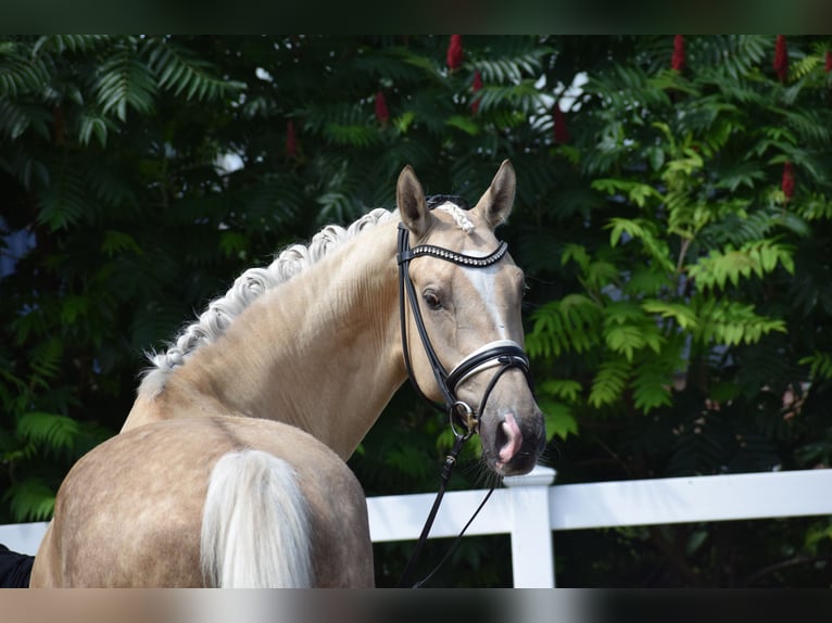 Hannoveraan Ruin 6 Jaar 171 cm Palomino in Dätgen