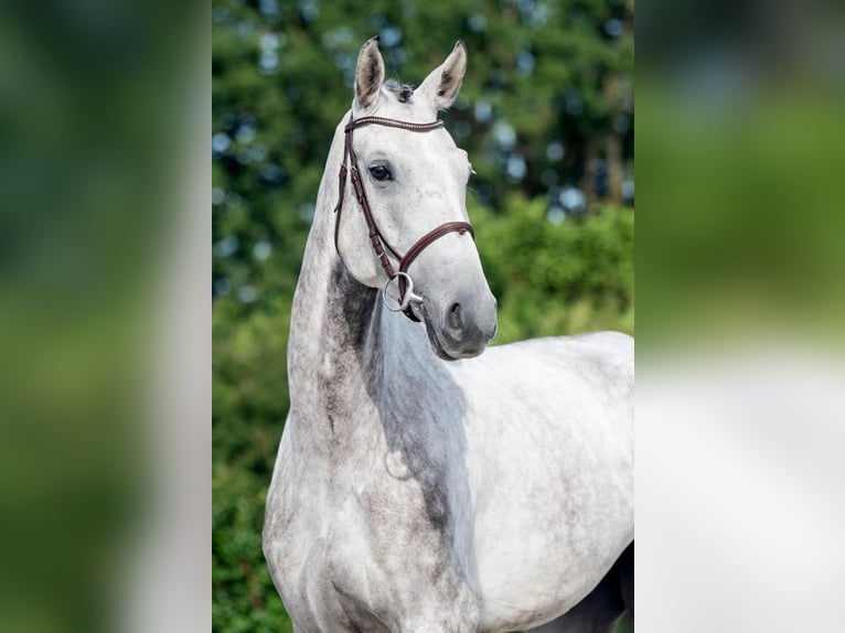 Hannoveraan Ruin 6 Jaar 171 cm Schimmel in Bladel