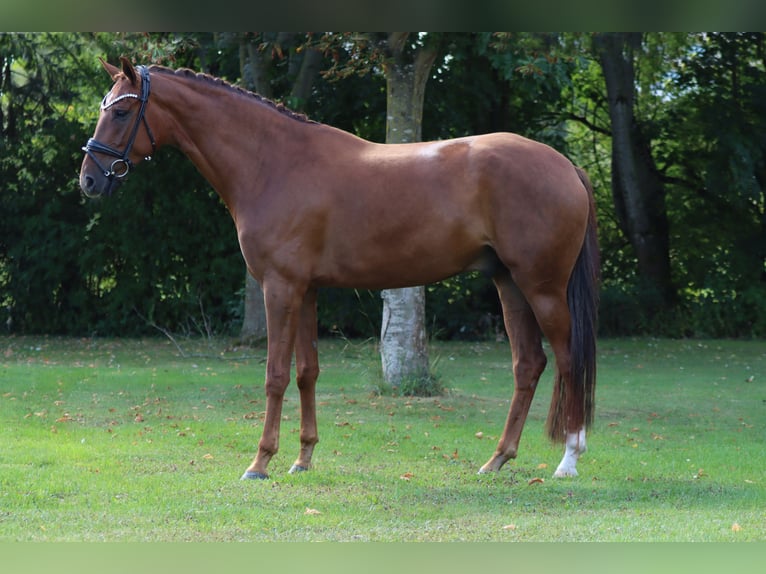 Hannoveraan Ruin 6 Jaar 171 cm Vos in B&#xF6;rrstadt