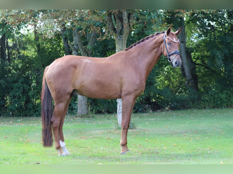 Hannoveraan Ruin 6 Jaar 171 cm Vos in B&#xF6;rrstadt