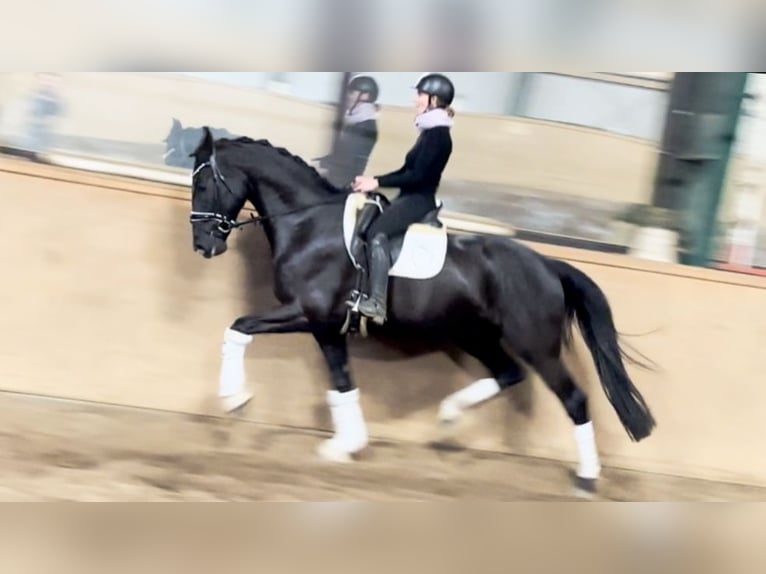 Hannoveraan Ruin 6 Jaar 171 cm Zwart in D&#xE4;tgen