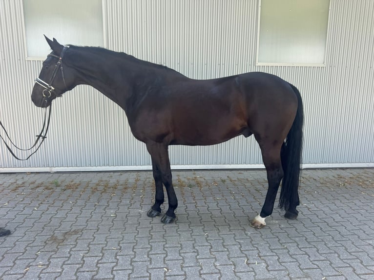Hannoveraan Ruin 6 Jaar 171 cm Zwart in Güglingen