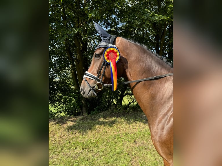 Hannoveraan Ruin 6 Jaar 172 cm Bruin in Hardegsen