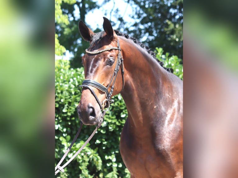 Hannoveraan Ruin 6 Jaar 172 cm Bruin in Selsingen
