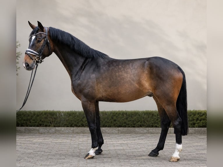Hannoveraan Ruin 6 Jaar 172 cm Bruin in Neuhaus an der Oste
