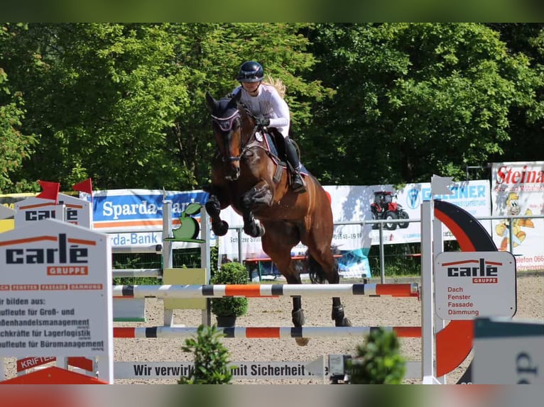 Hannoveraan Ruin 6 Jaar 172 cm Bruin in Wächtersbach