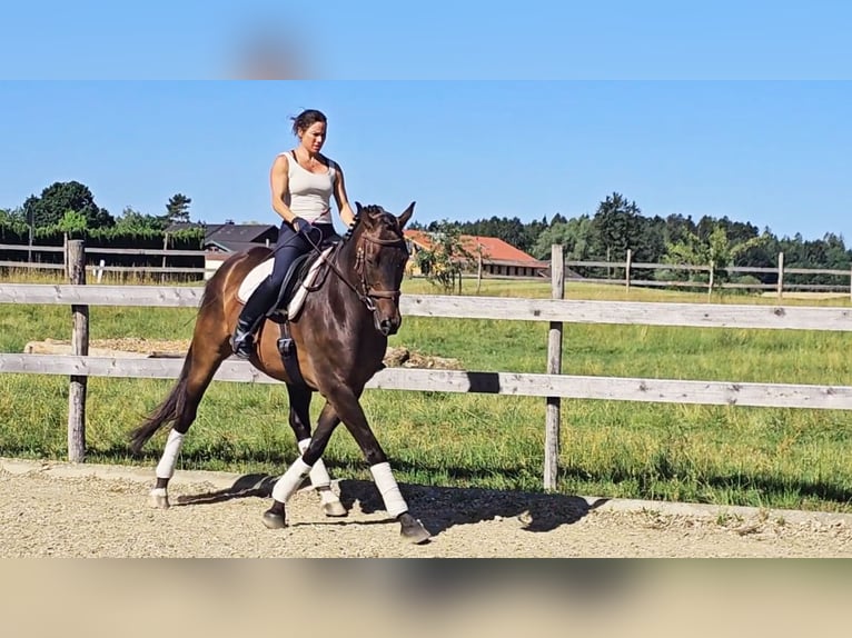 Hannoveraan Ruin 6 Jaar 172 cm Donkerbruin in Eggstätt