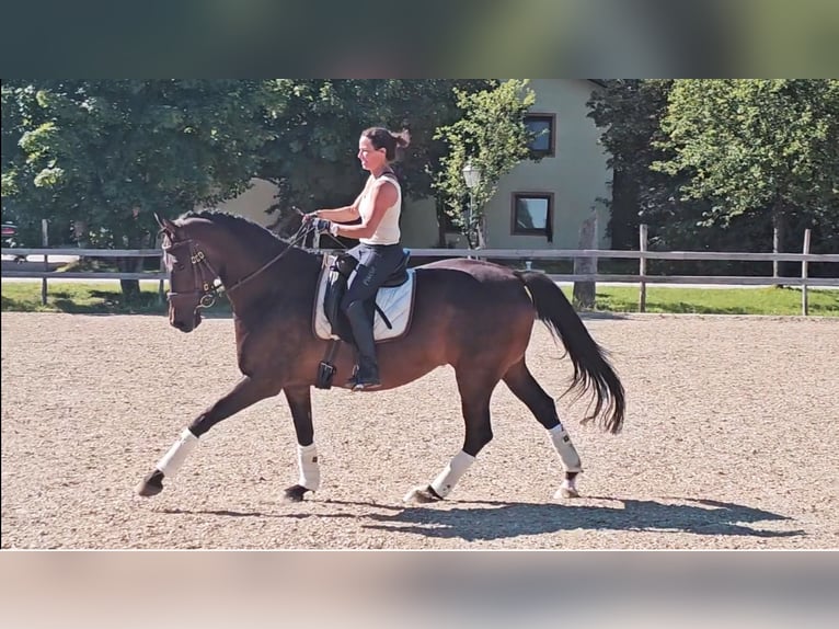 Hannoveraan Ruin 6 Jaar 172 cm Donkerbruin in Eggstätt