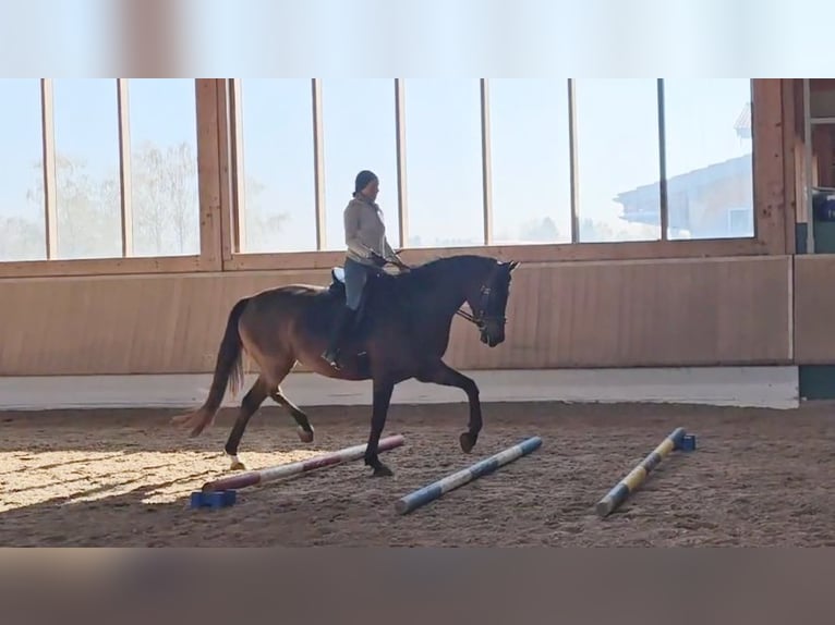 Hannoveraan Ruin 6 Jaar 172 cm Donkerbruin in Eggstätt