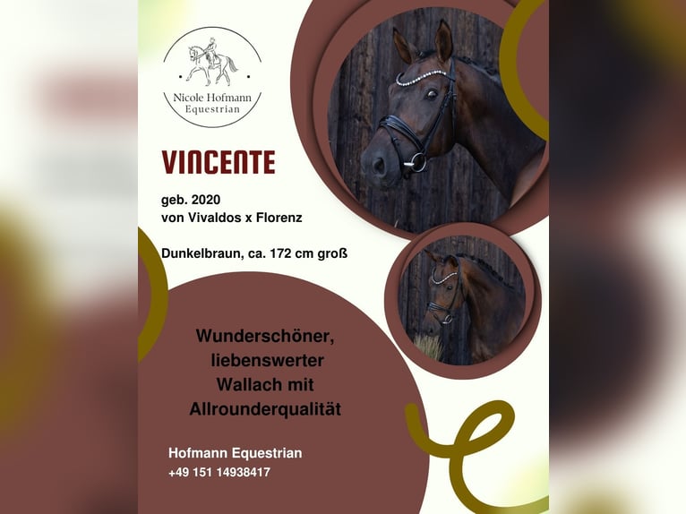 Hannoveraan Ruin 6 Jaar 172 cm Donkerbruin in Hayingen