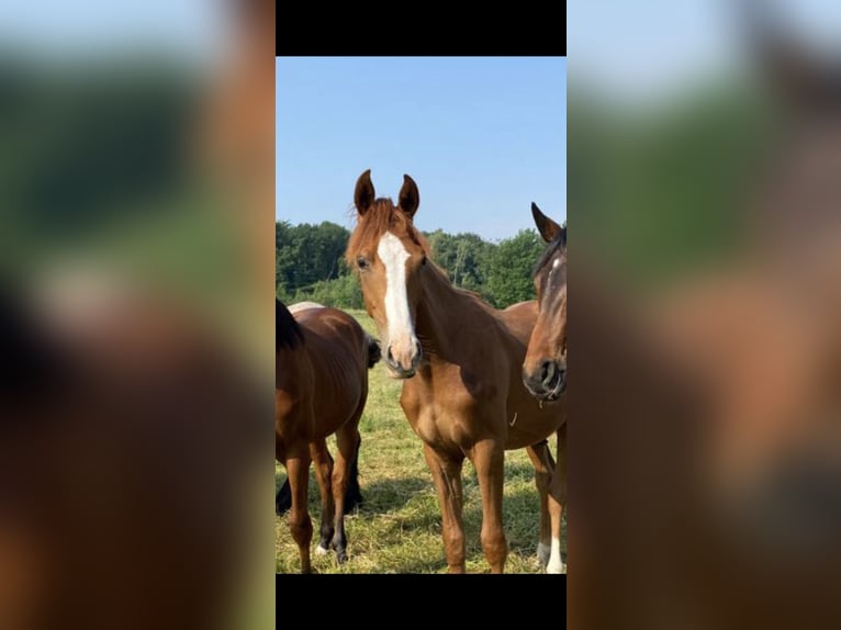 Hannoveraan Ruin 6 Jaar 172 cm  in Freiburg im Breisgau